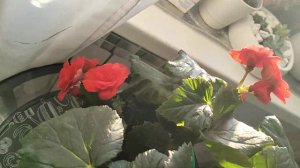 Бегония Элатиор из Леруа Мерлен, покупала в прошлом году