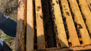 330кг с двухматочного улья, медосбор окончен.