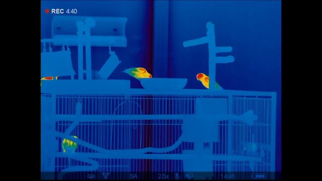 Parrots in Thermal Vision - Afternoon Fun смотреть онлайн
