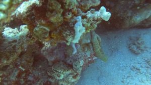 Шустрая #королевскаярыбаангел #angelfish #Pomacanthidae #royalangelfish