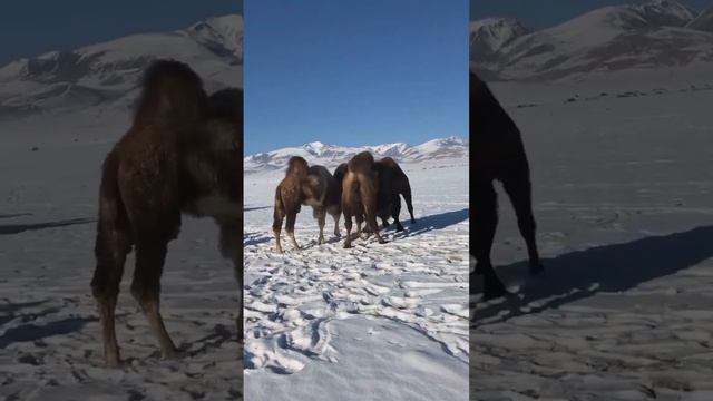 Алтай, верблюды 🐫