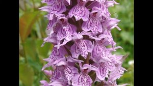 ПАЛЬЧАТОКОРЕННИК (DACTYLORHIZA) сем. Орхидные