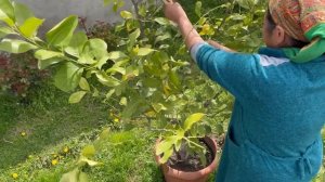 Сыр из Бараньего Молока! Азербайджанская Кухня Деревенская Кухня  Рецепты