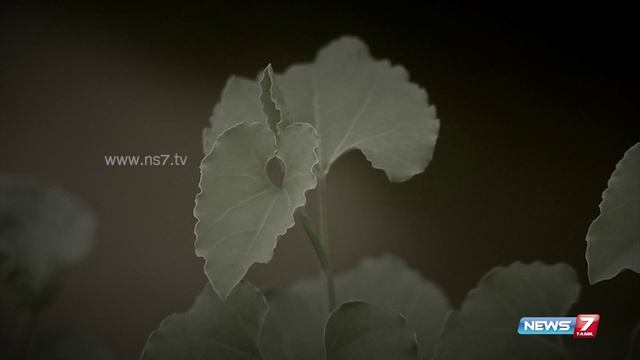 Aadu Thinna Paalai( aristolochia bracteolata) - tips to grow at your houses | Poovali | News7 Tamil смотреть онлайн