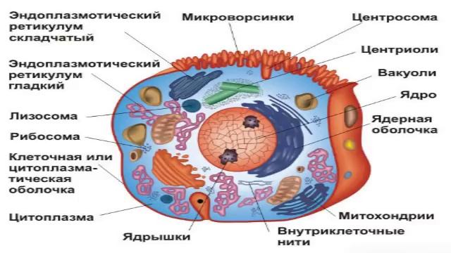 Биологическая клетка (рассказывает биолог Евгений Шеваль) смотреть онлайн