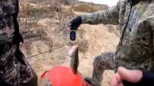 река Кигач. Судак 2020. Хроника одного рыболовного дня