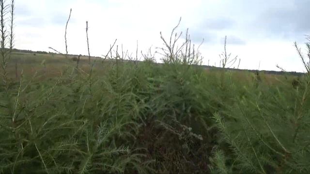 ЛИСТВЕННИЦА ЯПОНСКАЯ КЕМФЕРИ смотреть онлайн