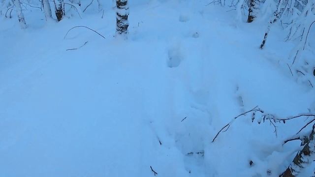 На охоте потерял своих собак. Лайки ушли за Лосями и не вернулись 2021г. смотреть онлайн