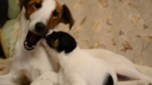 гладкошерстный фокстерьер щенки