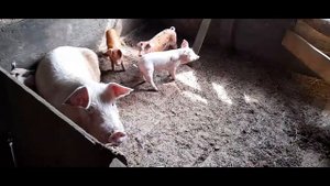 Свиньи как бизнес.Год свиноводство. Опорос свинок.