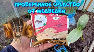 Проверенное средство от медведки. Начинаем борьбу с вредителями 🌱