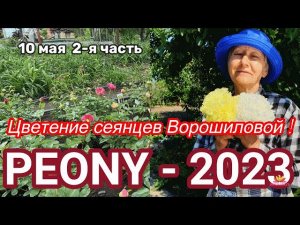 Сеянцы пионов Ворошиловой. Цветение 2023 года! Часть 2 / Сад Ворошиловой