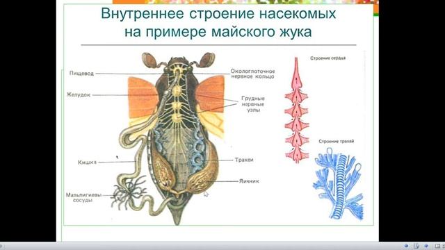 Класс НАСЕКОМЫЕ. Часть 1
