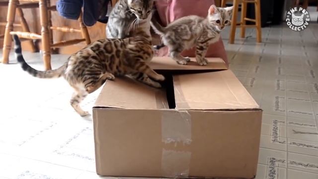 99% Lose this TRY NOT TO LAUGH Challenge - Funny Kittens Video смотреть онлайн