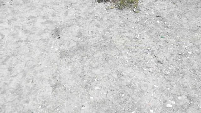 Как найти и поймать муравьиную матку. Поиск муравьиной матки. смотреть онлайн