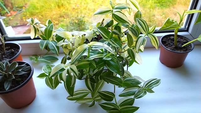 КОМНАТНЫЙ ЦВЕТНИК КОМНАТНЫЕ ЦВЕТЫ - ЦВЕТОЧНЫЕ НОВОСТИ. НОВИНКА смотреть онлайн