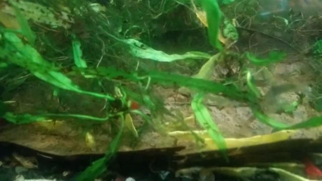 Креветка Жёлтая Вишня Neocaridina var. Yellow смотреть онлайн