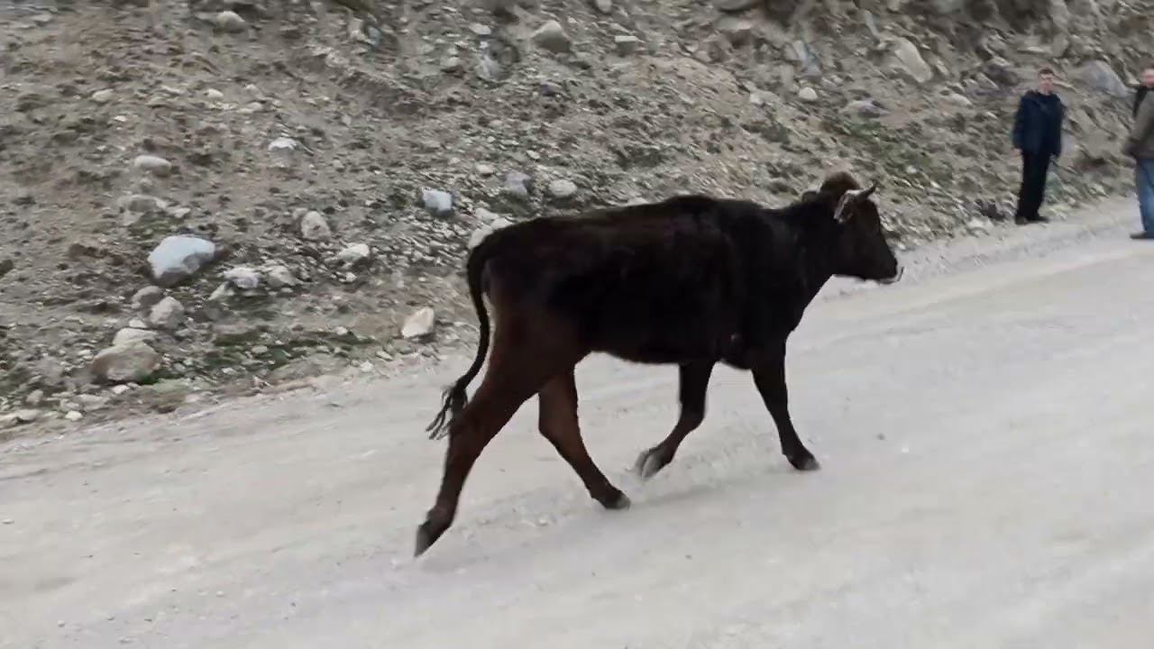 познакомиться с телочкой :