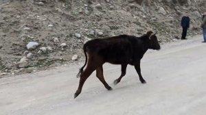 познакомиться с телочкой :)