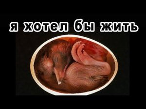 Взвешивание бройлера - 7 дней. ЗАДОХЛИКИ в инкубаторе, одна из причин! 100% ВЫВОД В ИНКУБАТОРЕ!