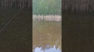 рыбалка в поречье, ЩУКА КЛЮЁТ НА ЧЕРВЯКА !