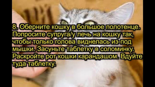 КАК ДАТЬ КОШКЕ ТАБЛЕТКУ... смотреть онлайн