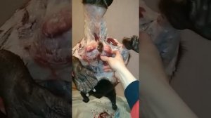 Что такое бобровая струя. И где она находиться.