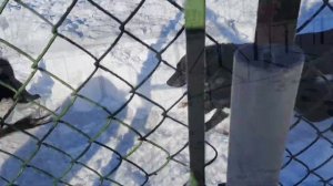 НАТАСКА МОЛОДЫХ ЛАЕК  ПО КАБАНУ.