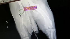 Врождённая ДИСПЛАЗИЯ у щенка, собаки. www.r-risk.ru +7(926)220-56-03 Татьяна Ягодкина.