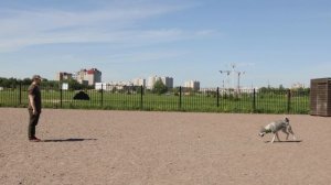 Функция дрессировки Garmin Alpha 100. Обзор от #Тропоход.