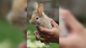 ЕСТЬ ЛИ ДУША У ЖИВОТНЫХ?!ЧЕЛОВЕК СОЗДАН ПО ОБРАЗУ И ПОДОБИЮ БОЖИЮ, А ЖИВОТНЫЕ ПО ОБРАЗУ АНГЕЛЬСКОМУ