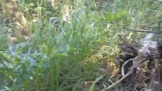 День сюрпризов. ???#лес #хобби #металлокоп #лайки смотреть онлайн