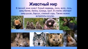 География 7 Высотная поясность