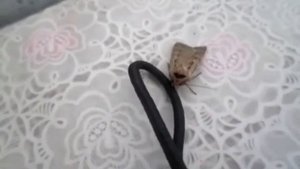 Бабочка Совка