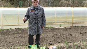 Что делать, если желтеет чеснок? Рекомендации агрохимика.