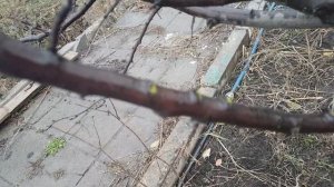 Осенняя обработка сливы.
