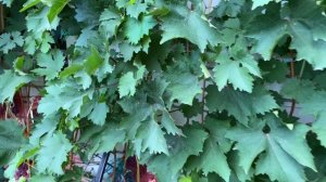 Виноград Красотка в северном Подмосковье или победить треск и насладиться