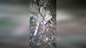 Лайка попала под медведя на охоте