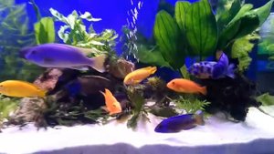 Цихлиды и растения!