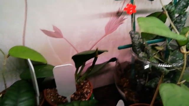 Хойи обзор коллекции смотреть онлайн