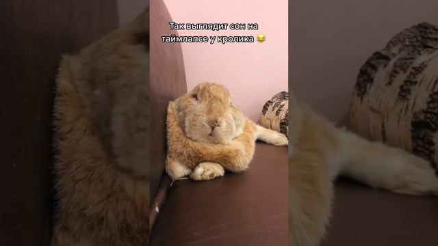 выясняем, кто больше спит 😂 #зайкафе #зоопарк #декоративныйкролик #кафесживотными #антикафемосква