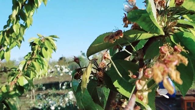 #61переезднаюг#купилидомнаюге ВЕСЕННИЙ ОБЗОР УЧАСТКА