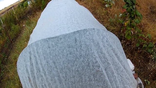 Сверх острый перец - Первые заморозки, спасаем перец.