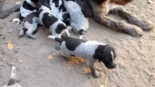 Как собака кормит щенков - День 26-29 - Уход за щенками день за днем смотреть онлайн