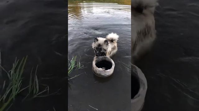 Дакота и первый заплыв