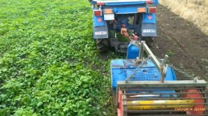 СИДЕРАТЫ ОСЕНЬЮ, ГОРЧИЦА. Фрезеруем мотоблоком МТЗ назиму.