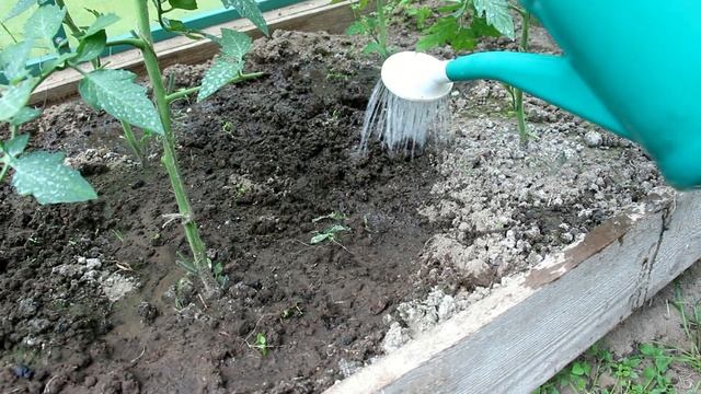 ТОМАТЫ. Для хорошего урожая надо... (шпаргалка для огородника) Урок№8 смотреть онлайн