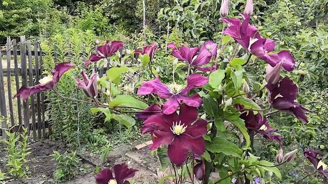 Клематис Warczawska Nike расцветает.Июнь2020. смотреть онлайн