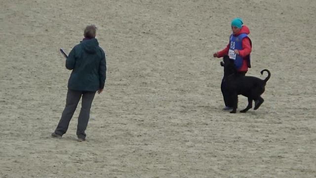 2023 IGP CACT Russia 45 Екатерина Тимофеева и Law Hanno Veto Ризеншнауцер В88