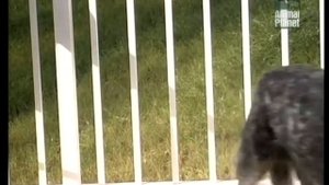 Австралийская пастушья собака. Кэлпи? Всё о породах!